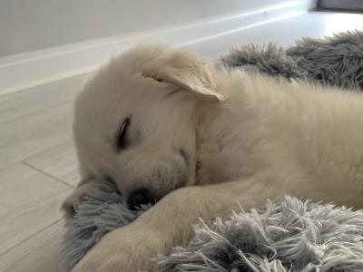 Duffy is a 2 year old male Golden Retriever in Dublin - very sweet dog