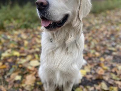 Duffy is a 2 year old male Golden Retriever in Dublin - very sweet dog