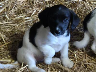 Springer Spaniel x Jack Russell puppies in Wexford