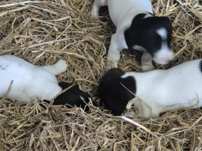 Springer Spaniel x Jack Russell puppies in Wexford