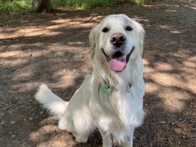Duffy is a 2 year old male Golden Retriever in Dublin - very sweet dog