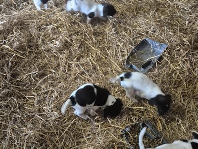 Springer Spaniel x Jack Russell puppies in Wexford