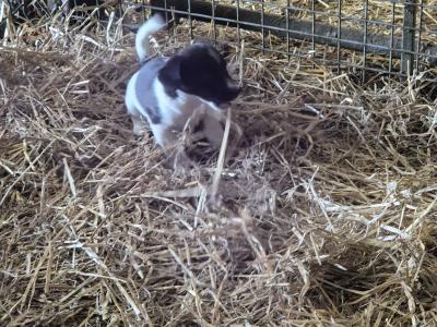 Springer Spaniel x Jack Russell puppies in Wexford