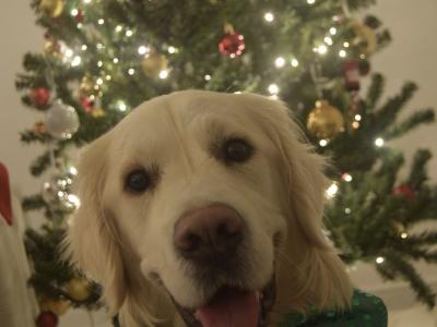 Duffy is a 2 year old male Golden Retriever in Dublin - very sweet dog