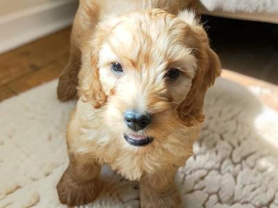 Miniature Cockapoo puppies in Galway