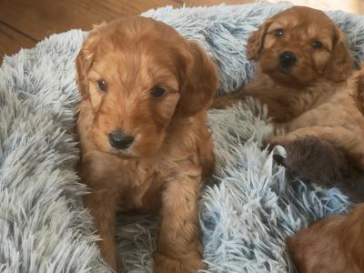 Miniature Cockapoo puppies in Galway