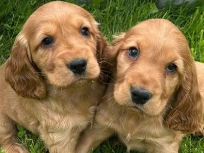 Purebred Golden Cocker Spaniel puppies in Cavan