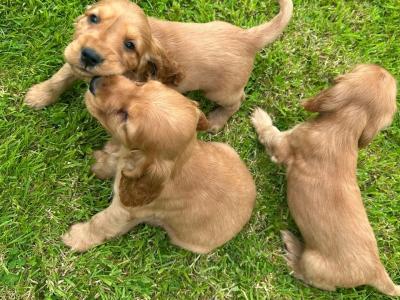 Purebred Golden Cocker Spaniel puppies in Cavan