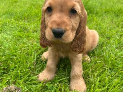 Purebred Golden Cocker Spaniel puppies in Cavan