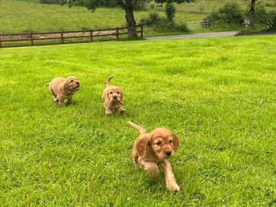 Purebred Golden Cocker Spaniel puppies in Cavan