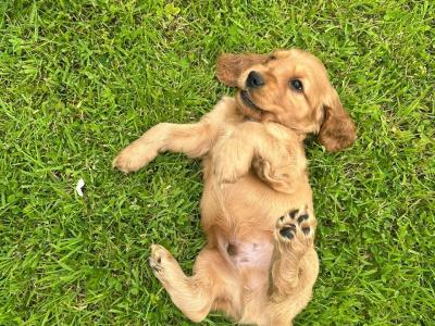 Purebred Golden Cocker Spaniel puppies in Cavan