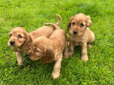 Purebred Golden Cocker Spaniel puppies in Cavan