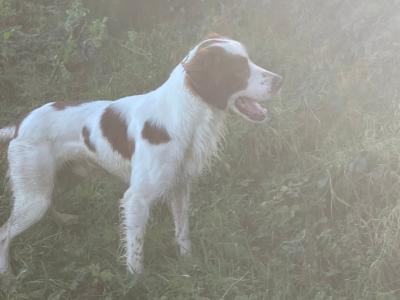 Max is an IKC Registered male Irish Red and White Setter adult dog in Kilkenny