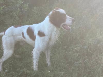 Max is an IKC Registered male Irish Red and White Setter adult dog in Kilkenny