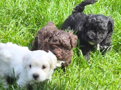 Gorgeous fluffy Poochon puppies in Kerry