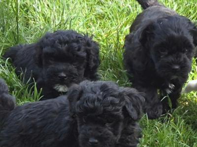 Poochons