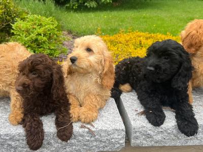 Cockapoo puppies in Wicklow🐶