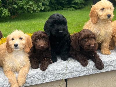 Cockapoo puppies in Wicklow🐶