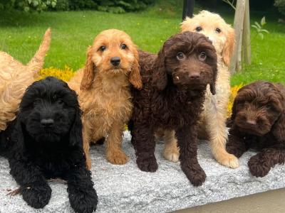 Cockapoo puppies in Wicklow🐶