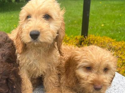 Cockapoo puppies in Wicklow🐶