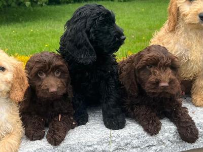 Cockapoo puppies in Wicklow🐶