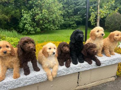 Cockapoo puppies in Wicklow🐶