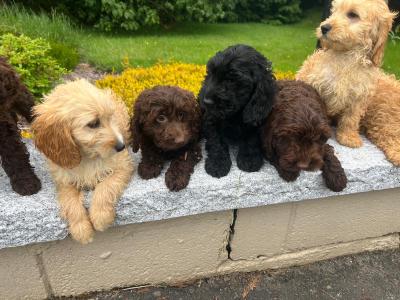 Cockapoo puppies in Wicklow🐶