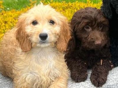 Cockapoo puppies in Wicklow🐶