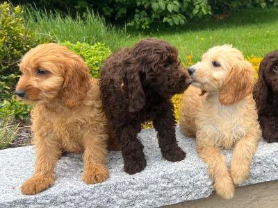 Cockapoo puppies in Wicklow🐶