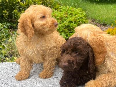Cockapoo puppies in Wicklow🐶