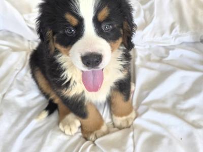 Stunning IKC Registrered Bernese Mountain Dog female puppies in Leitrim