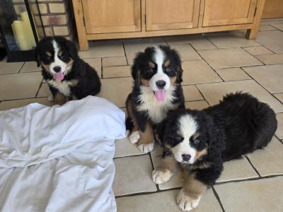 Stunning IKC Registrered Bernese Mountain Dog female puppies in Leitrim