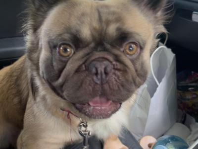French Bulldog puppies in Laois