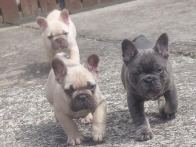 French Bulldog puppies in Laois