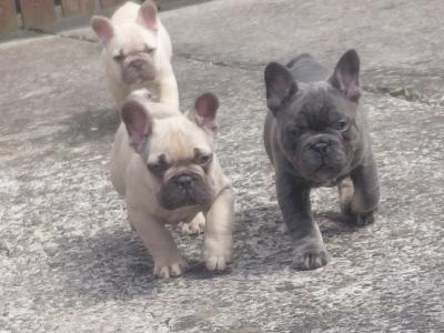 French Bulldog puppies in Laois