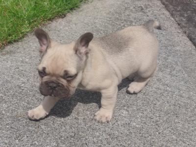 French Bulldog puppies in Laois
