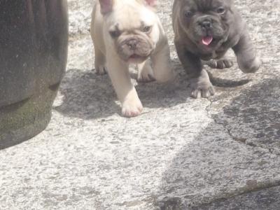 French Bulldog puppies in Laois