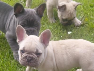 French Bulldog puppies in Laois