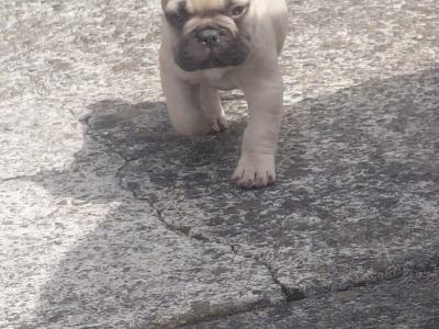 French Bulldog puppies in Laois