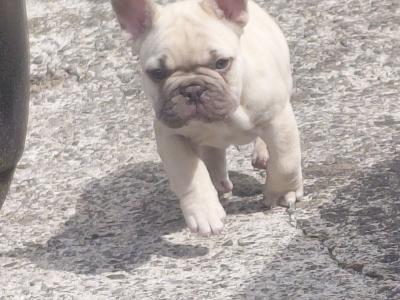 French Bulldog puppies in Laois