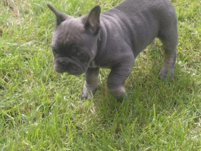 French Bulldog puppies in Laois