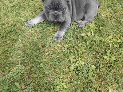 French Bulldog puppies in Laois