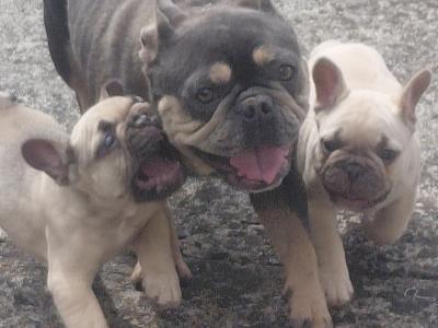 French Bulldog puppies in Laois