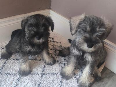 Miniature Schnauzer puppies in Wexford