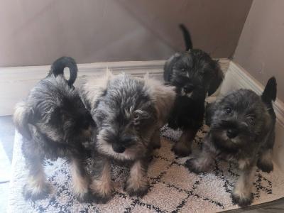 Miniature Schnauzer puppies in Wexford