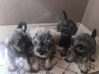 Miniature Schnauzer puppies in Wexford