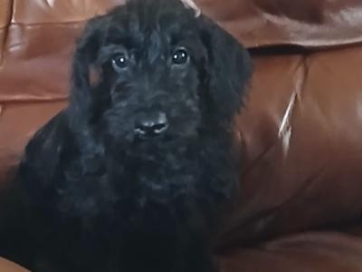 Schnoodle puppies in Kilkenny