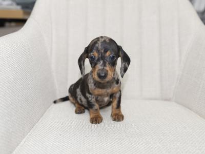 Miniature Smooth Haired Dachshund puppies in Cavan