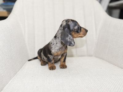 Miniature Smooth Haired Dachshund puppies in Cavan