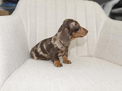 Miniature Smooth Haired Dachshund puppies in Cavan